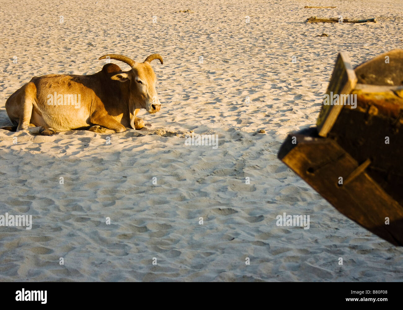 A cow on an Indian beach Stock Photo
