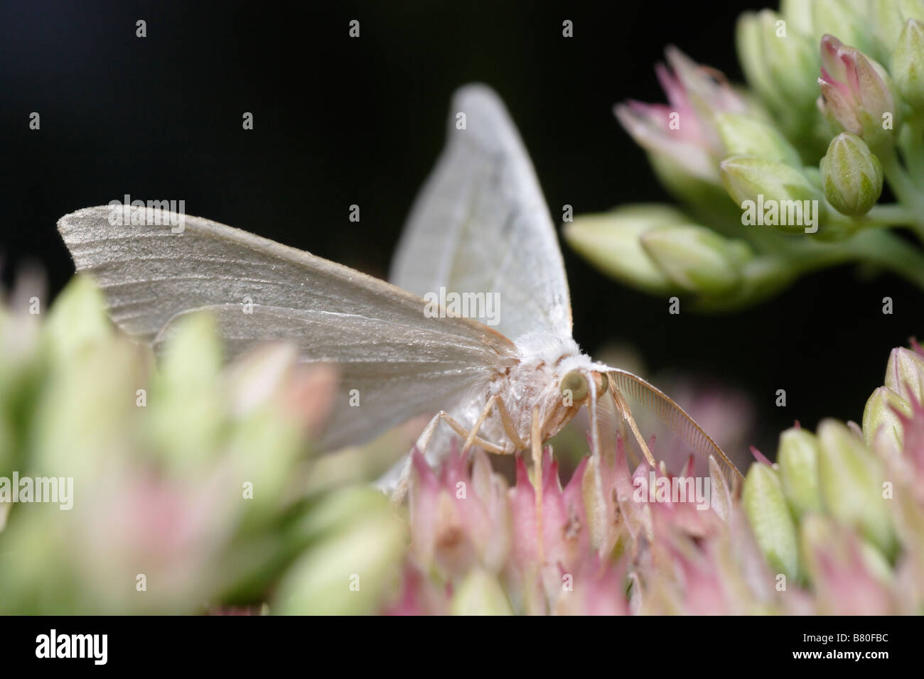Nocturnal butterfly hires stock photography and images Alamy
