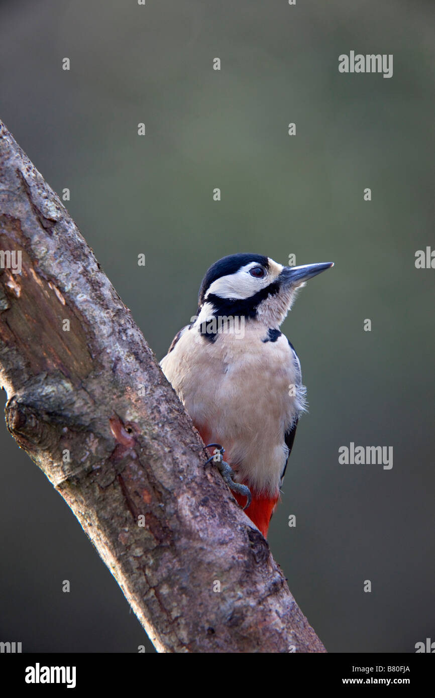great spotted woodpecker Dendrocopos major Stock Photo