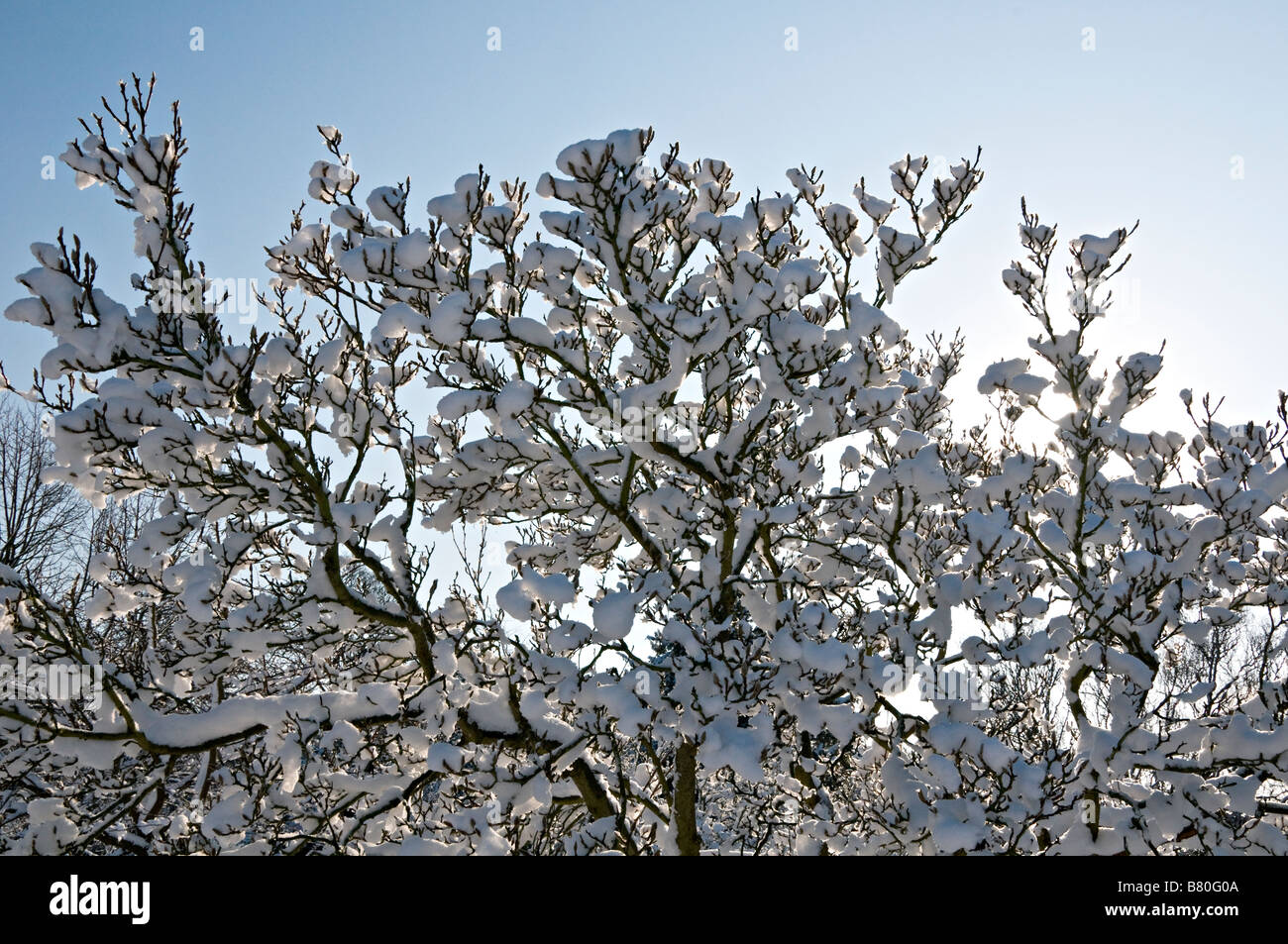 Magnolia tree covered in snow against blue sky UK Stock Photo - Alamy