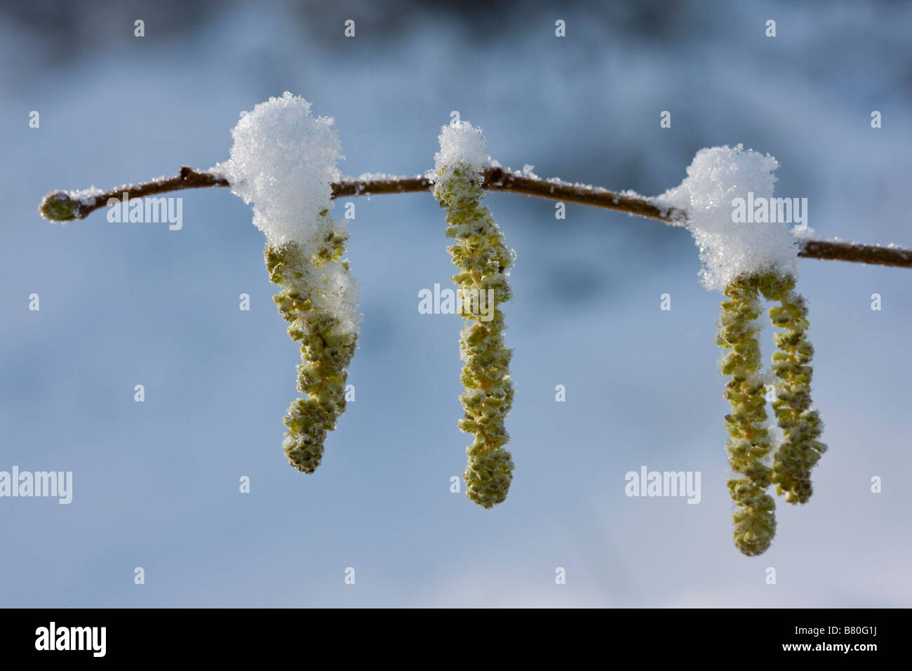 Hazel catkins Corylus avellana in winter after snowfall Dorset Stock Photo