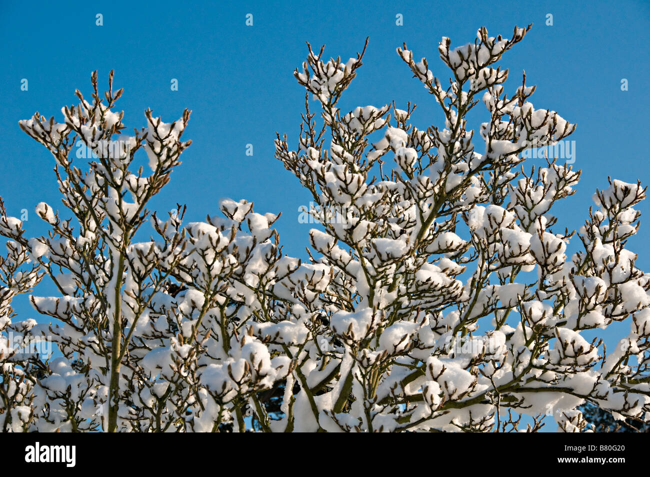 Magnolia tree covered in snow against blue sky UK Stock Photo - Alamy