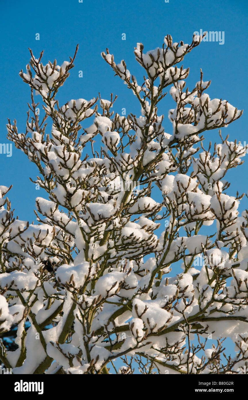 Magnolia tree covered in snow against blue sky UK Stock Photo - Alamy