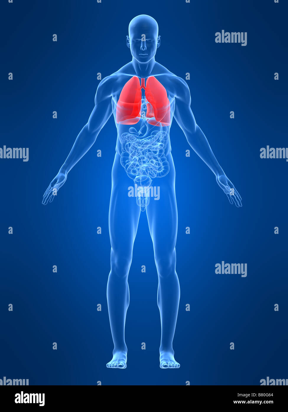 highlighted lung Stock Photo