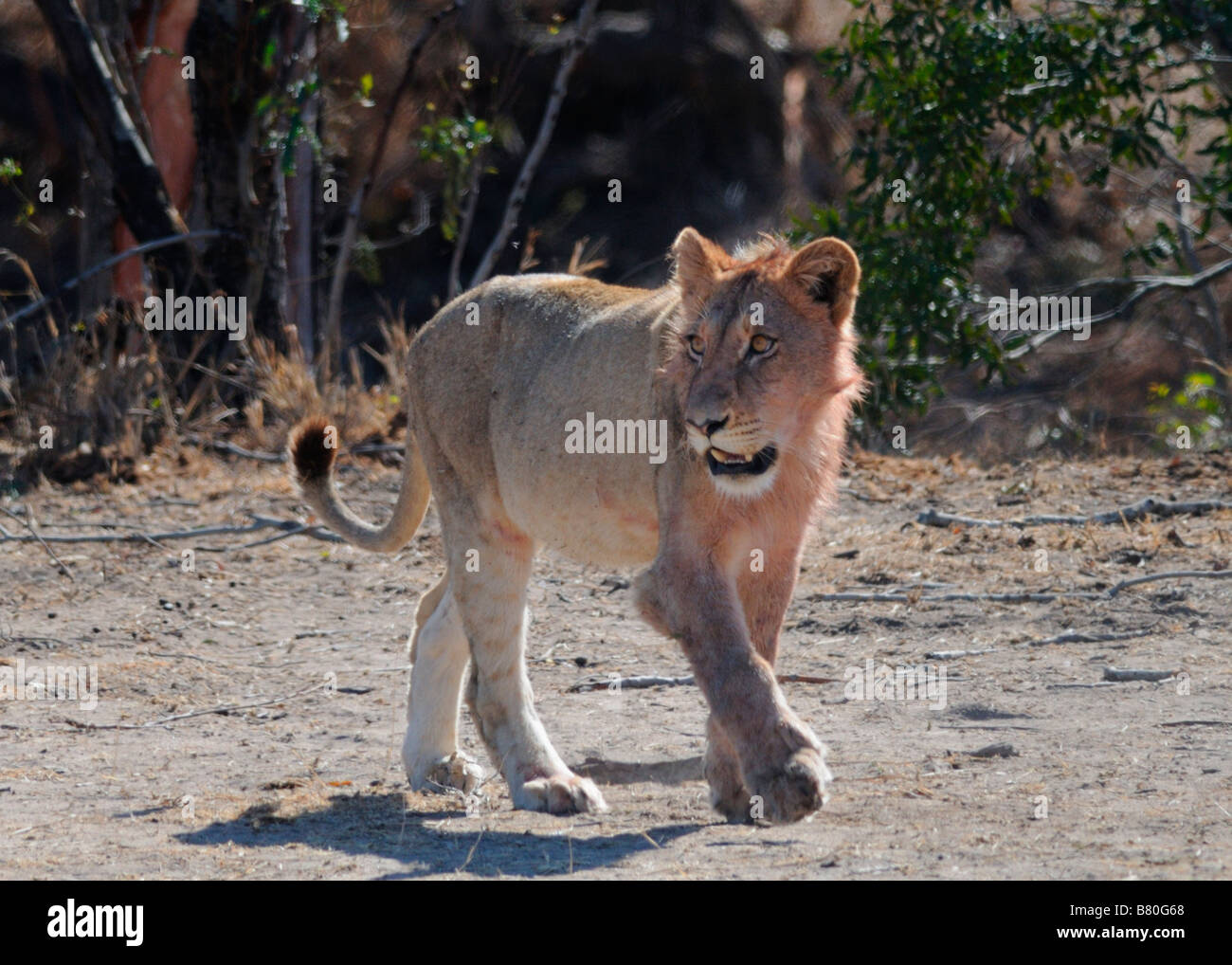 Young male lion hi-res stock photography and images - Alamy