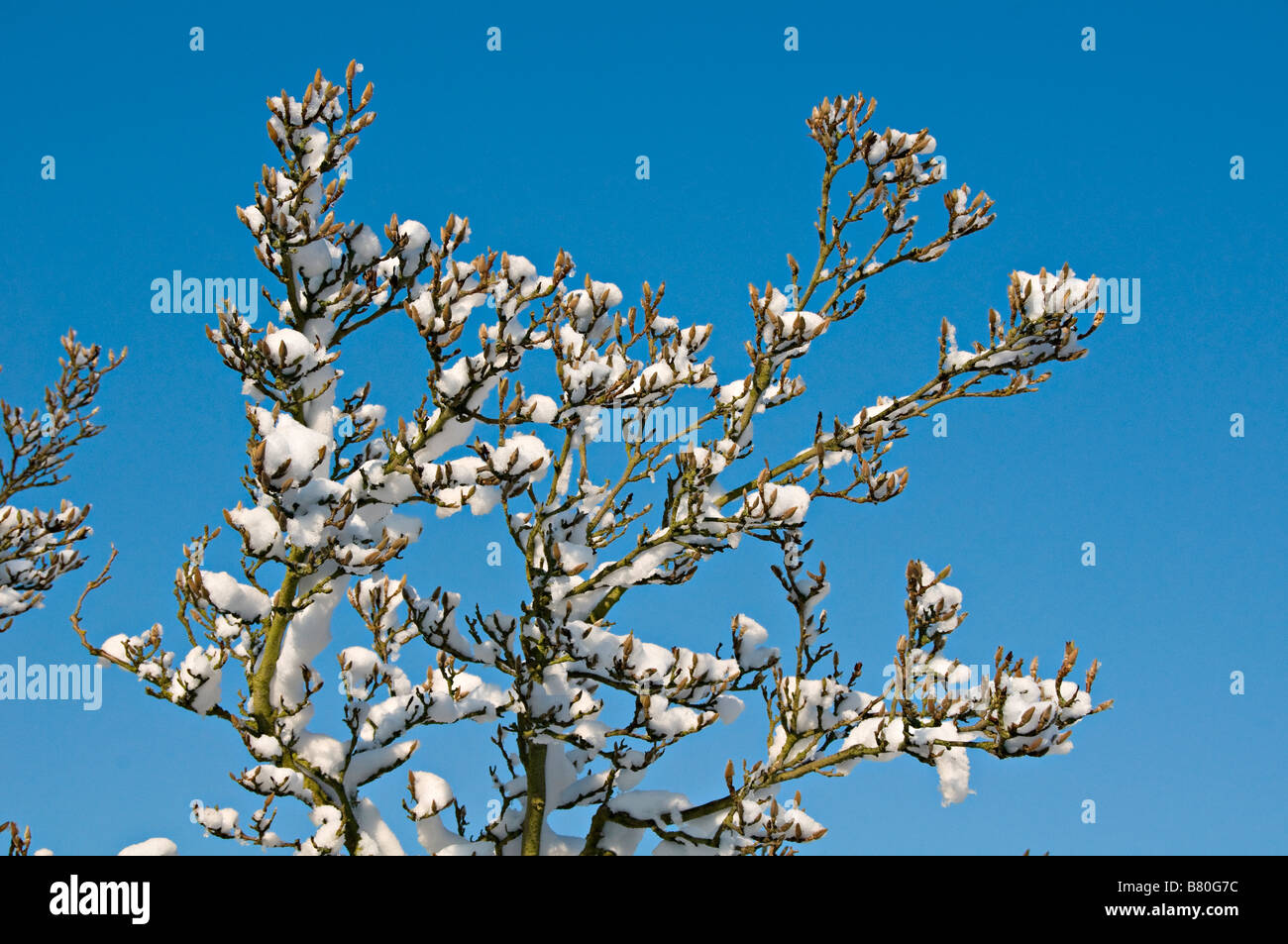 Magnolia tree covered in snow against blue sky UK Stock Photo - Alamy