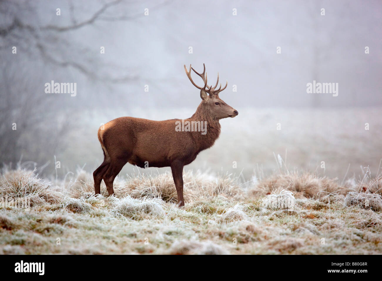 red deer Cervus elaphus stag in frost Stock Photo