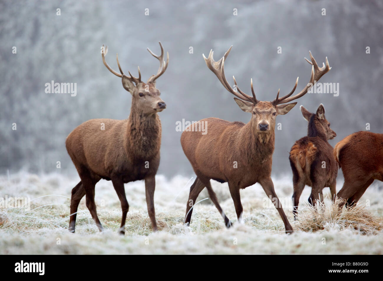 red deer Cervus elaphus stags in winter Stock Photo