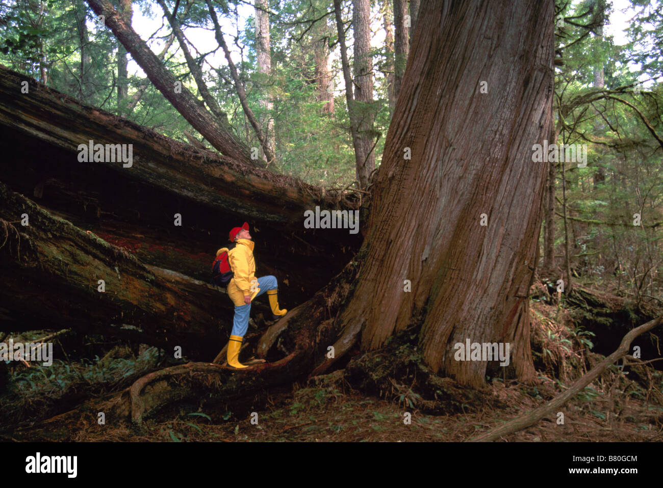 Hiker looking up Giant Western Red Cedar Tree in Pacific Rim National Park Reserve on Vancouver Island British Columbia Canada Stock Photo