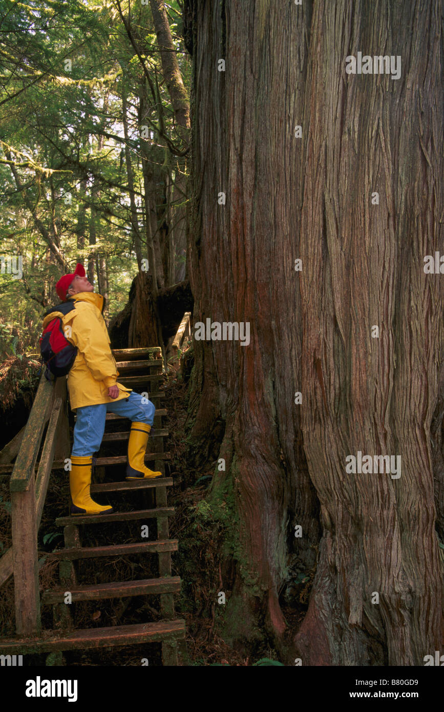 Hiker looking up Giant Western Red Cedar Tree in Pacific Rim National Park Reserve on Vancouver Island British Columbia Canada Stock Photo