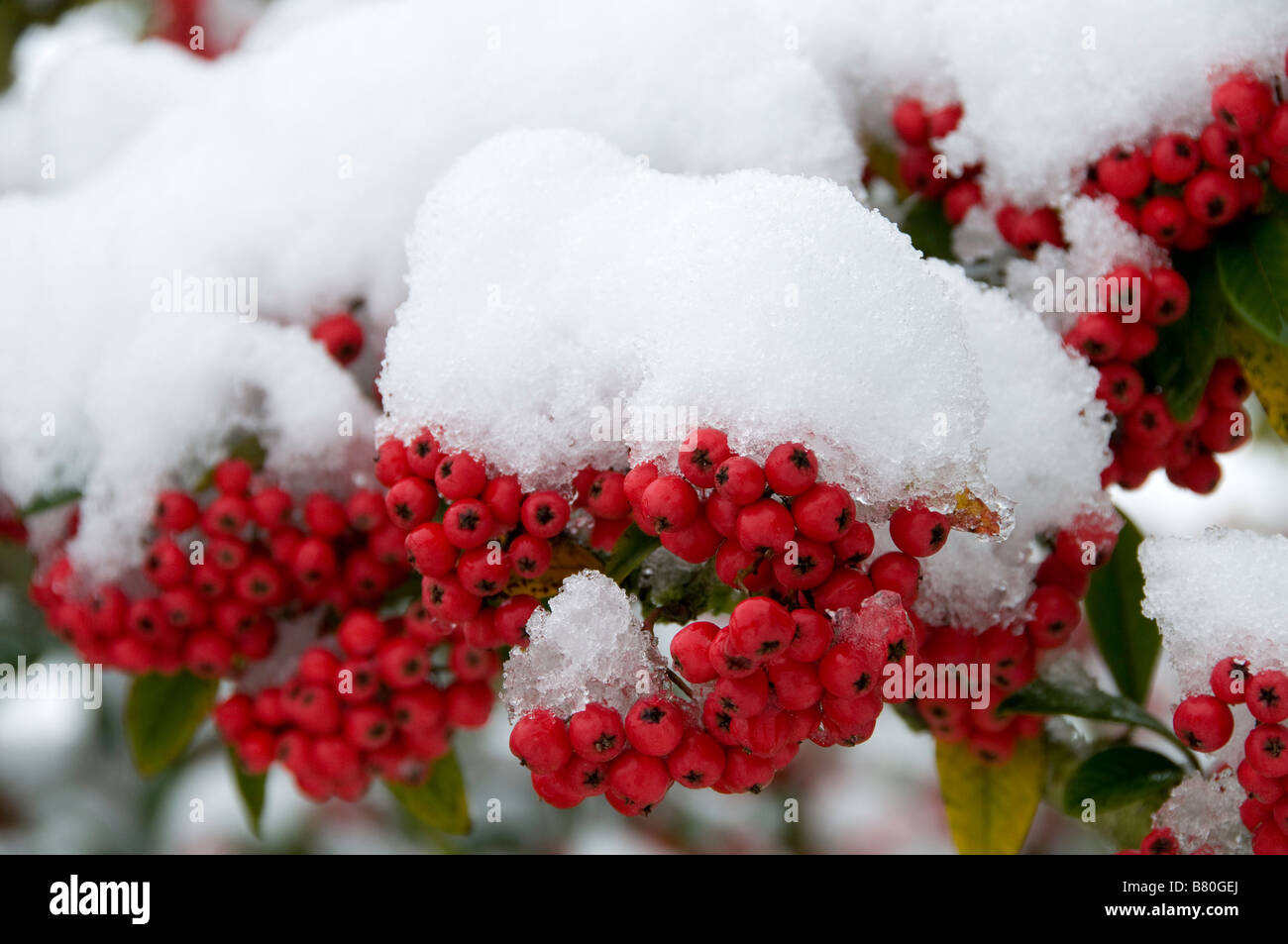 Snow on Cotoneaster berries Stock Photo