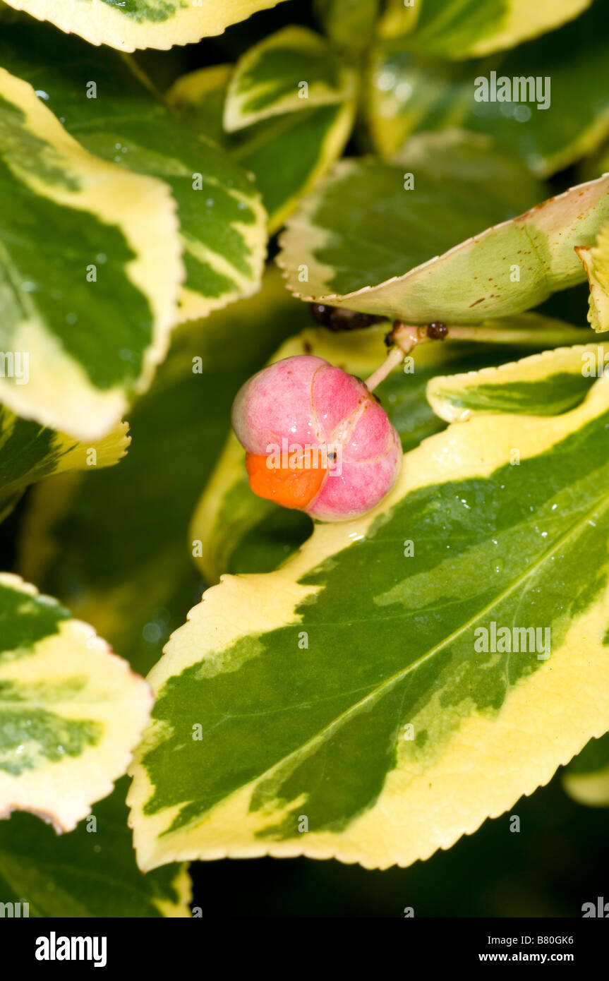 Close up of Euonymus fruit Stock Photo