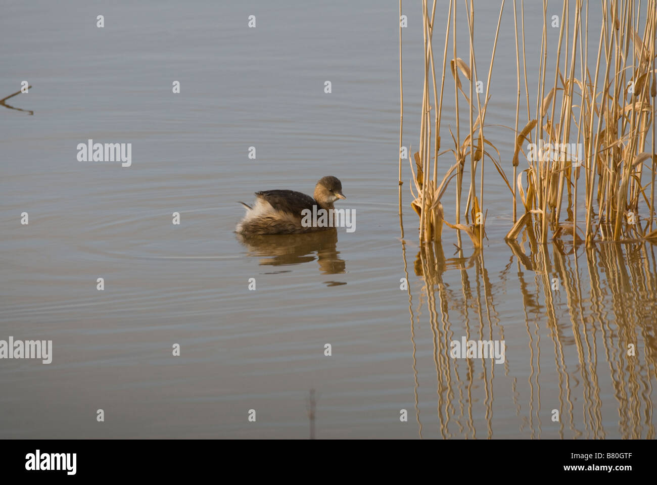 Tachybaptus ruficollis Little Grebe Stock Photo Alamy