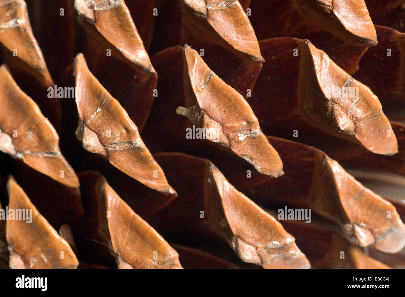 Pine cone scales hires stock photography and images Alamy