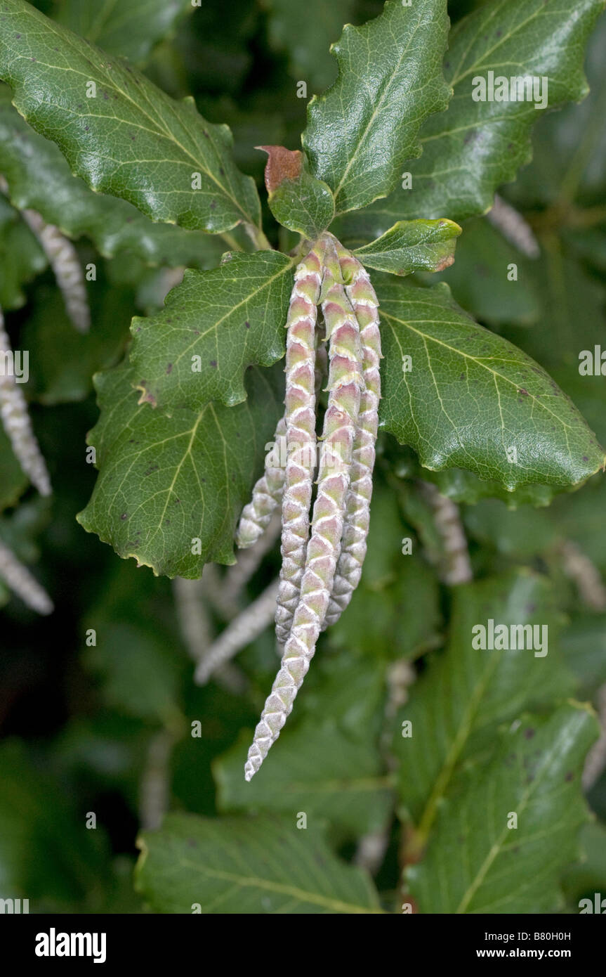 Catkins of Garrya elliptica Stock Photo