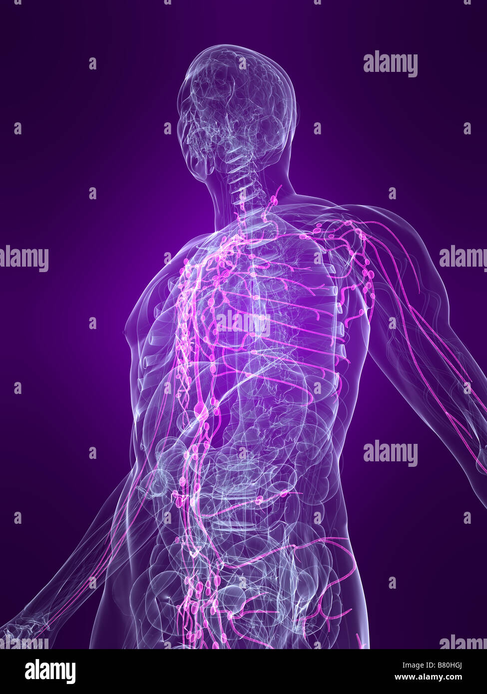 highlighted lymphatic system Stock Photo