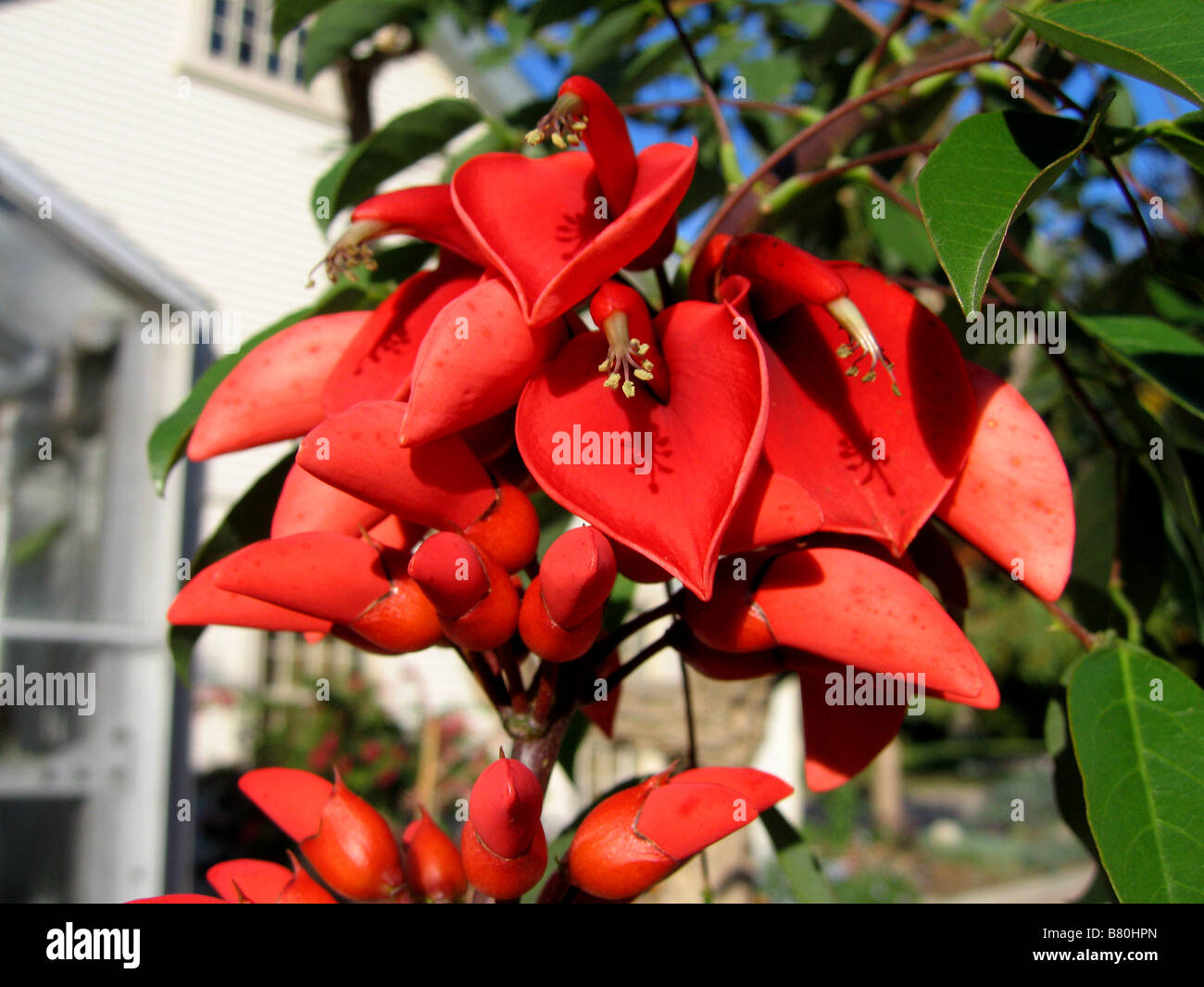 Bright red blossoms of an Erythrina cristagalli also known as a coral tree. It is the national flower of  Argentina and Uruguay Stock Photo
