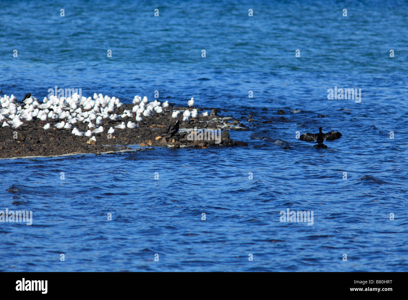 Sea gulls resting on shingle bank,Otago Harbour, Dunedin, South Island, New Zealand Stock Photo