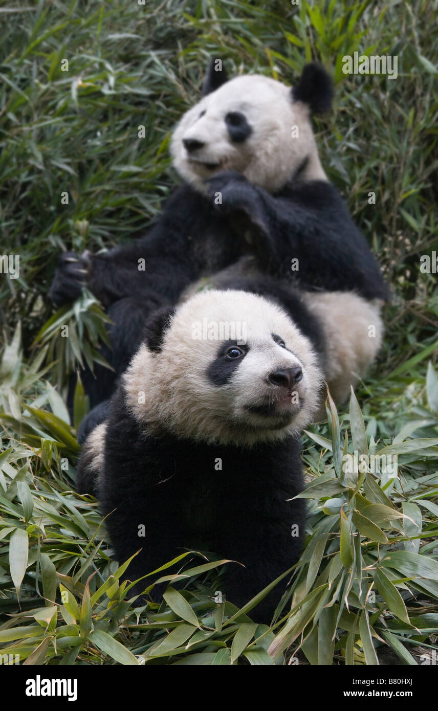 Giant Pandas mother and cub in the bamboo bush Wolong Sichuan China ...