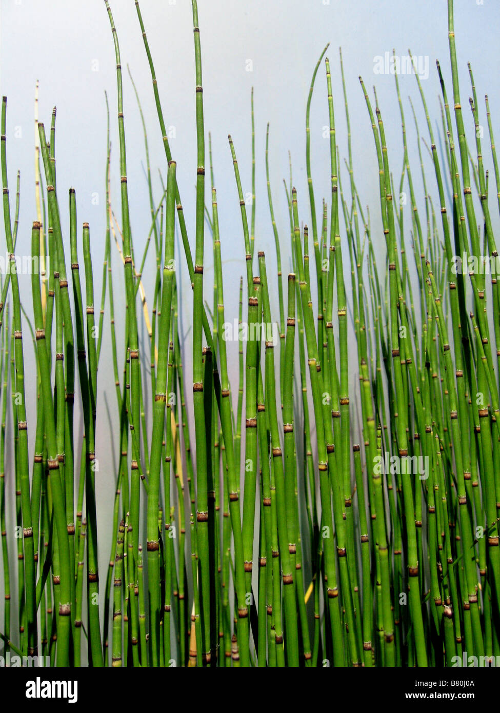 A grouping of the cultivated variety of horsetail Stock Photo