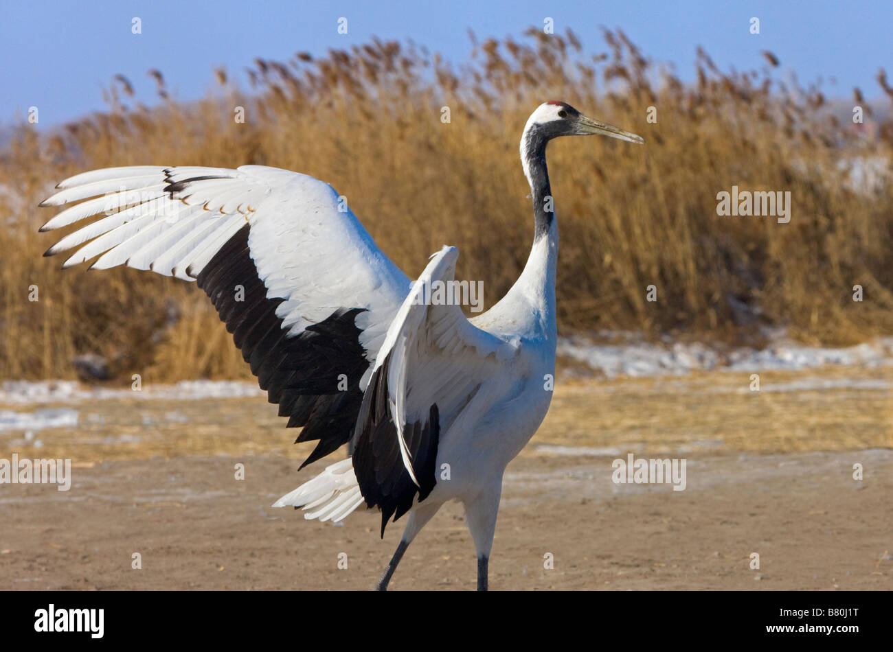 Red crowned cranes courtship dancing Northeast China Stock Photo - Alamy