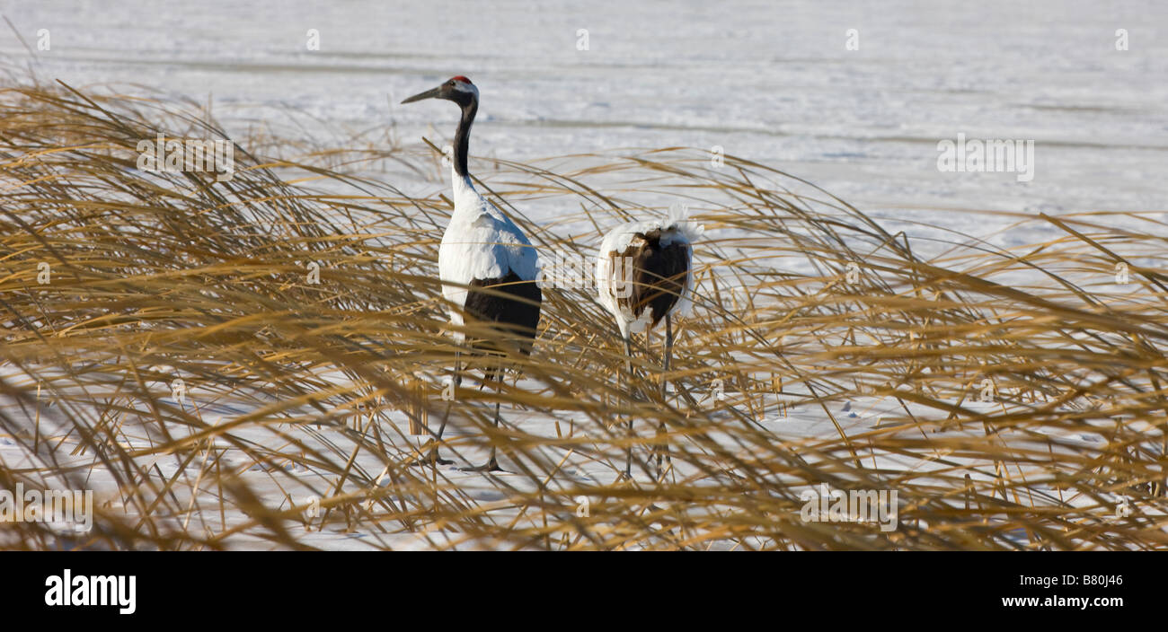 Red crowned cranes on snow Northeast China Stock Photo - Alamy