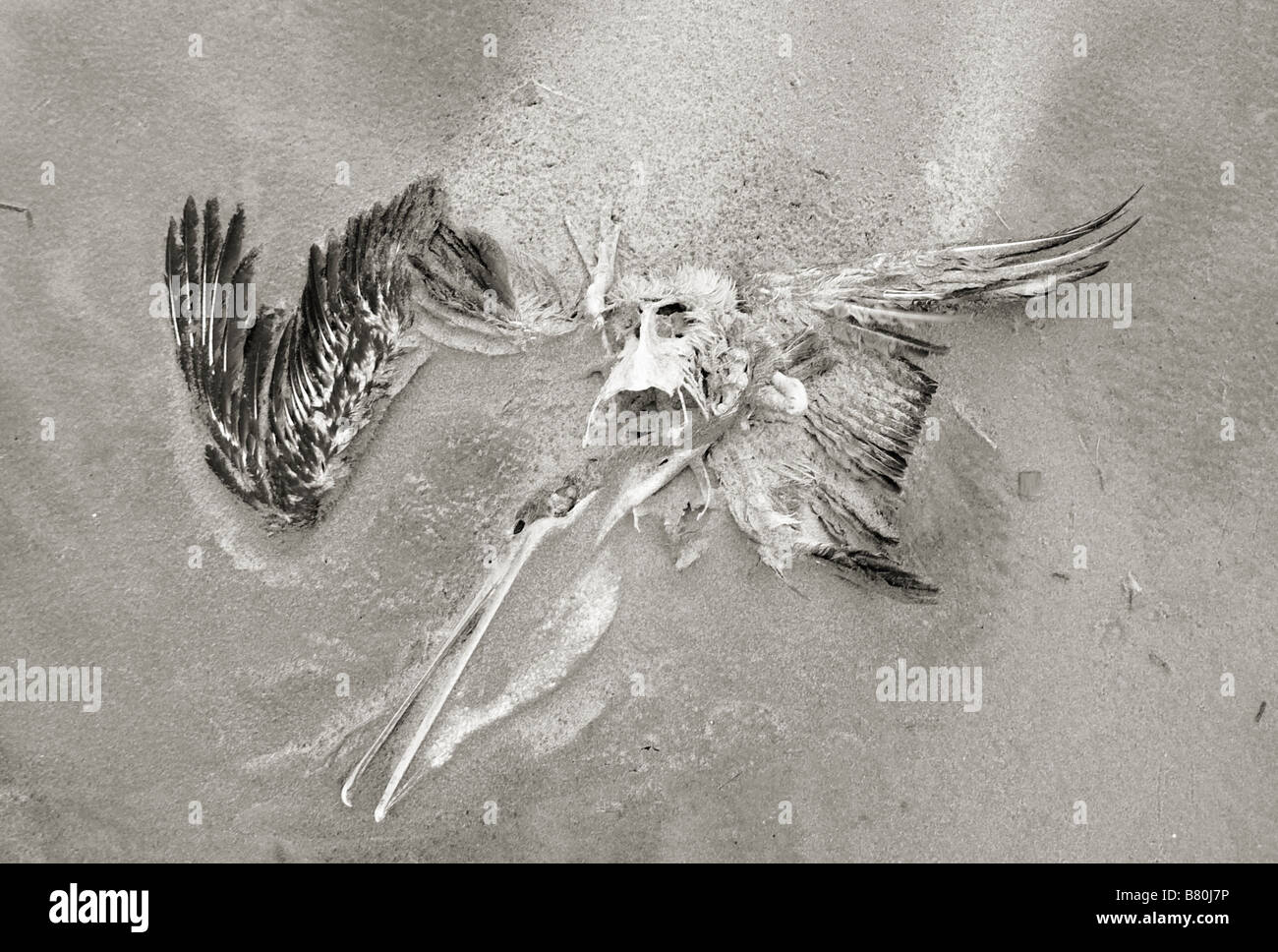 Dead pelican on the beach Lincoln City Oregon Stock Photo Alamy