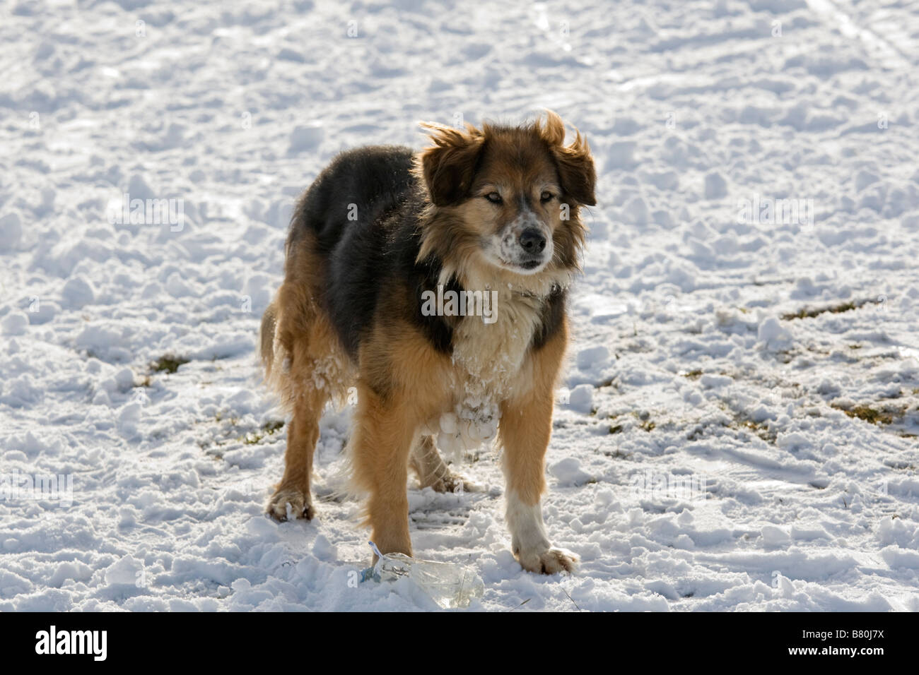 Brown sheepdog standing in snow Cleeve Hill Cotswolds UK Stock Photo