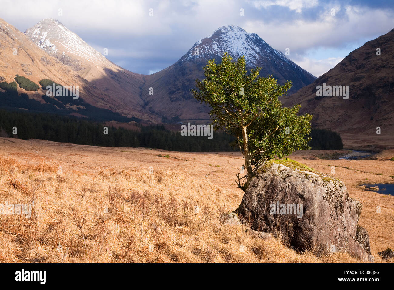 Holly Tree, Glen Etive, Scotland Stock Photo