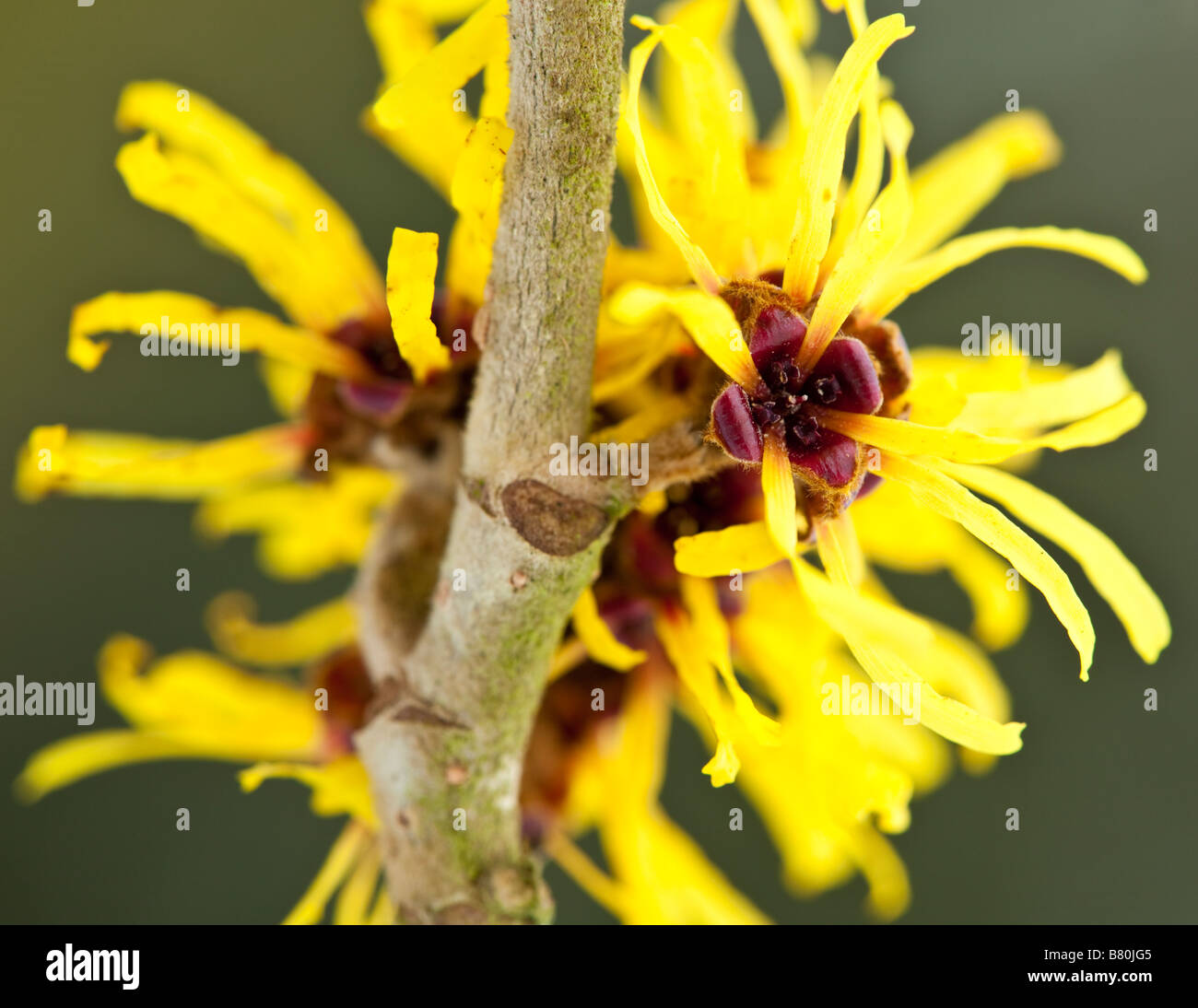 Closeup of Witch Hazel Flower, Hamamelis Stock Photo