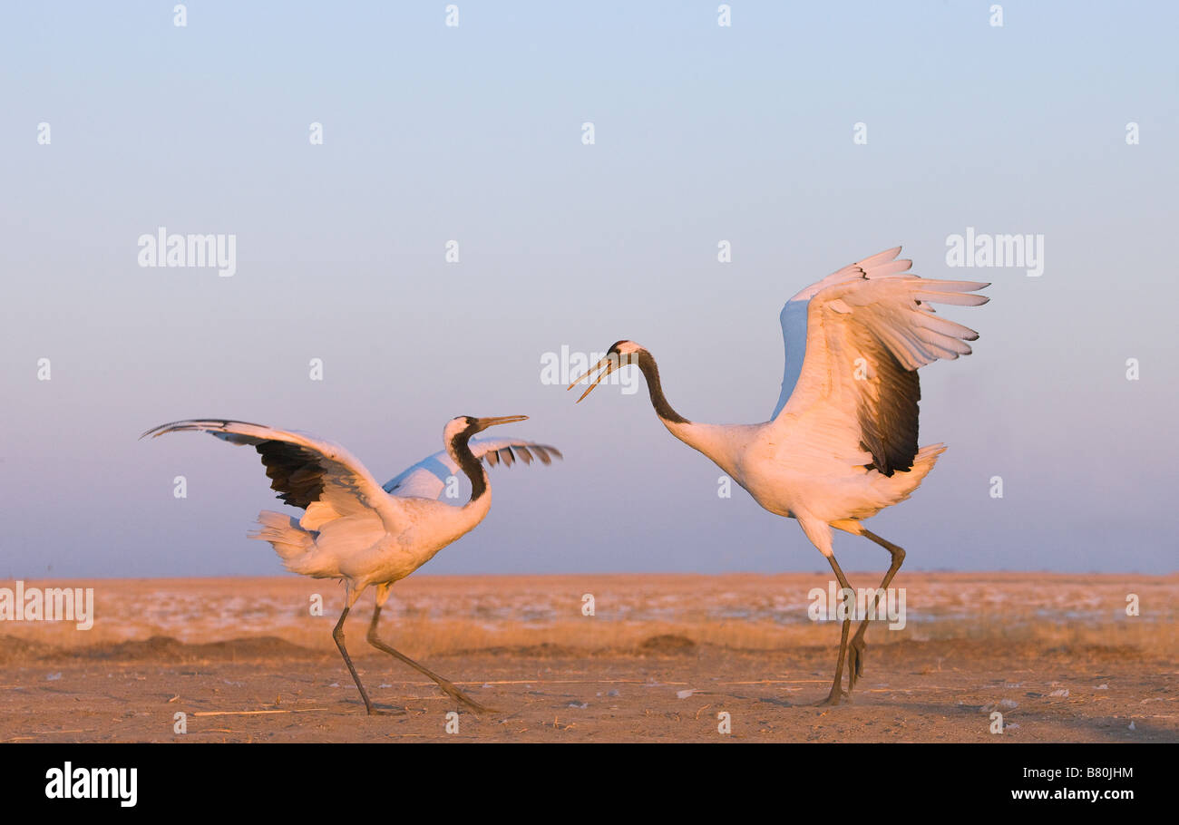 Red crowned cranes courtship dancing Northeast China Stock Photo - Alamy