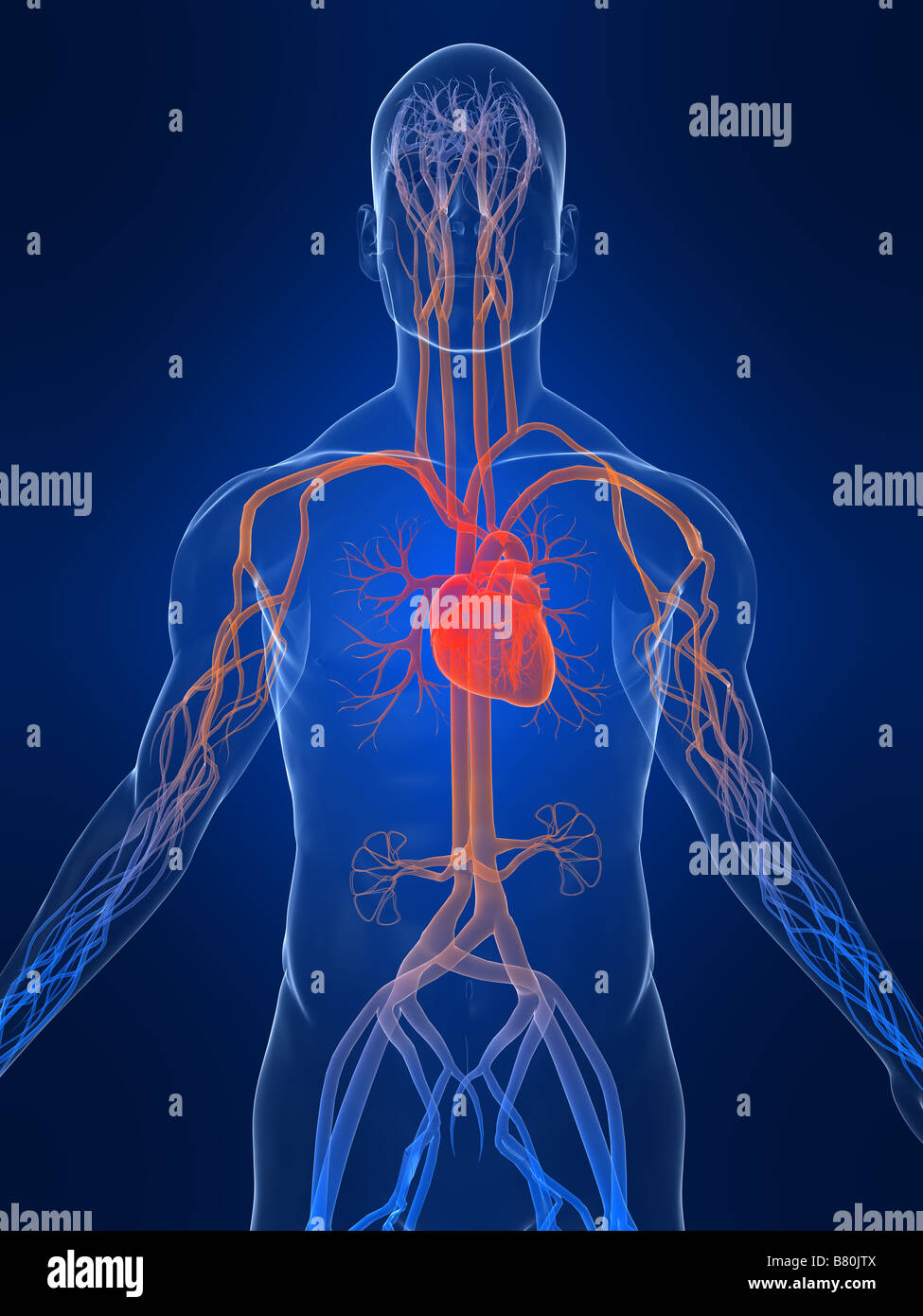 Human vascular system hires stock photography and images Alamy