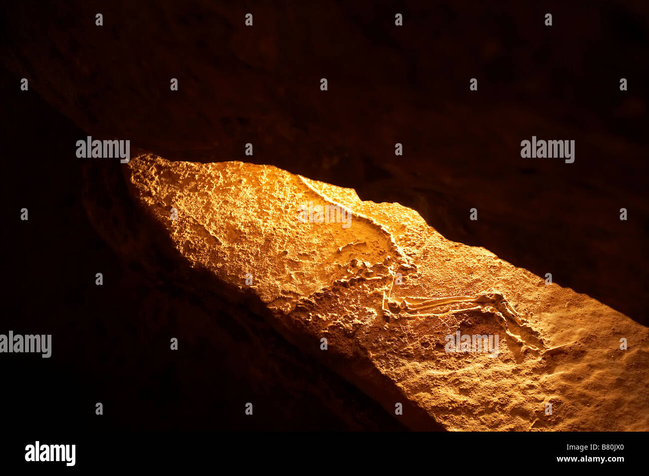 Wallaby Fossil Lucas Cave Jenolan Caves Blue Mountains New South Wales Australia Stock Photo