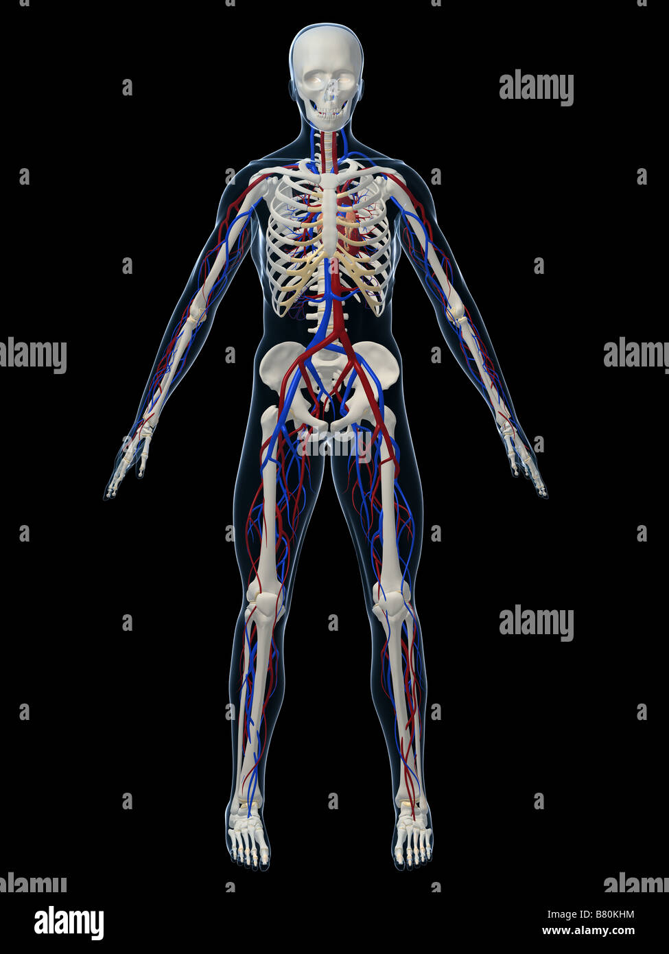 Vascular Care Stock Photos & Vascular Care Stock Images - Alamy