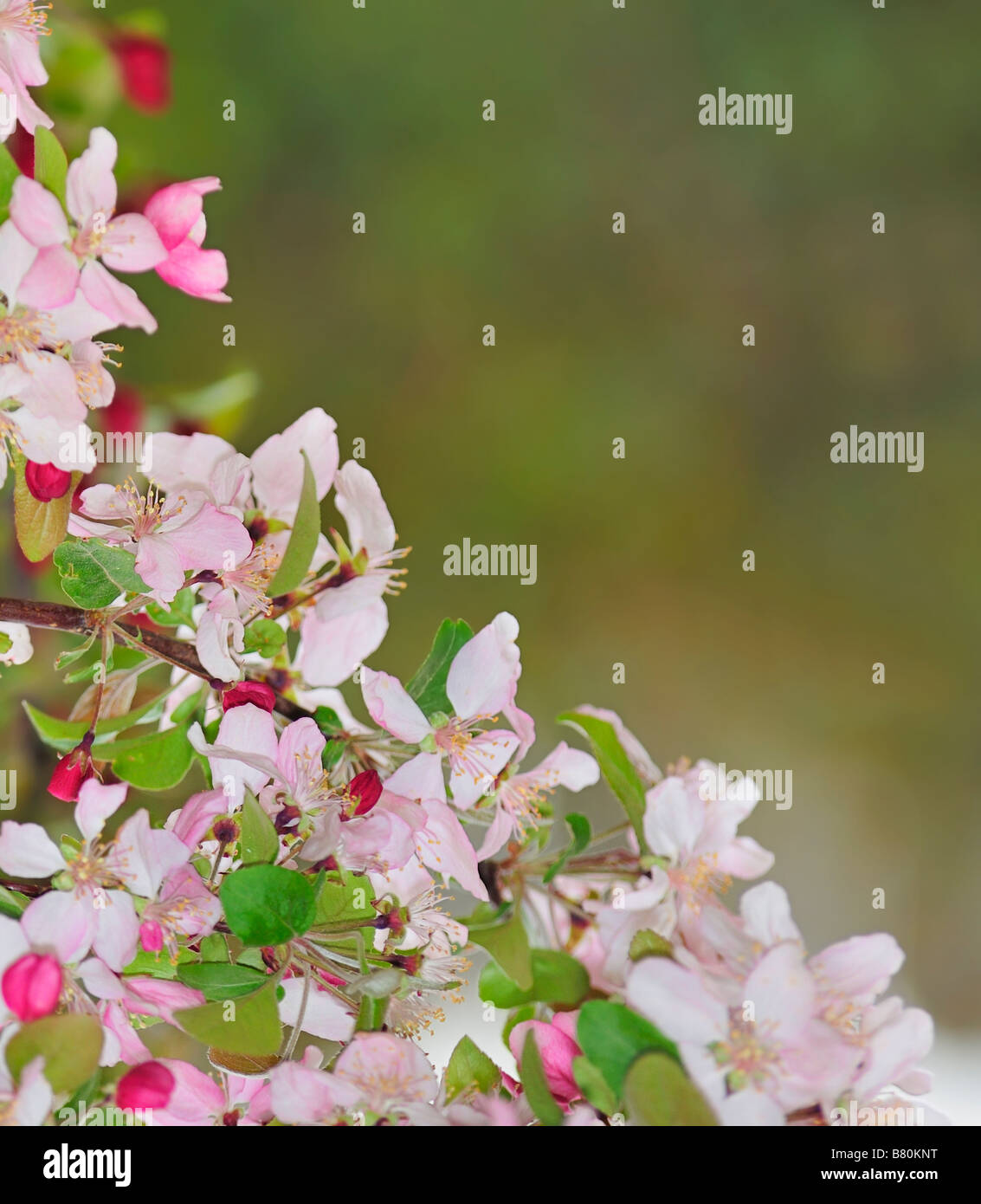 Crabapple tree in bloom hires stock photography and images Alamy