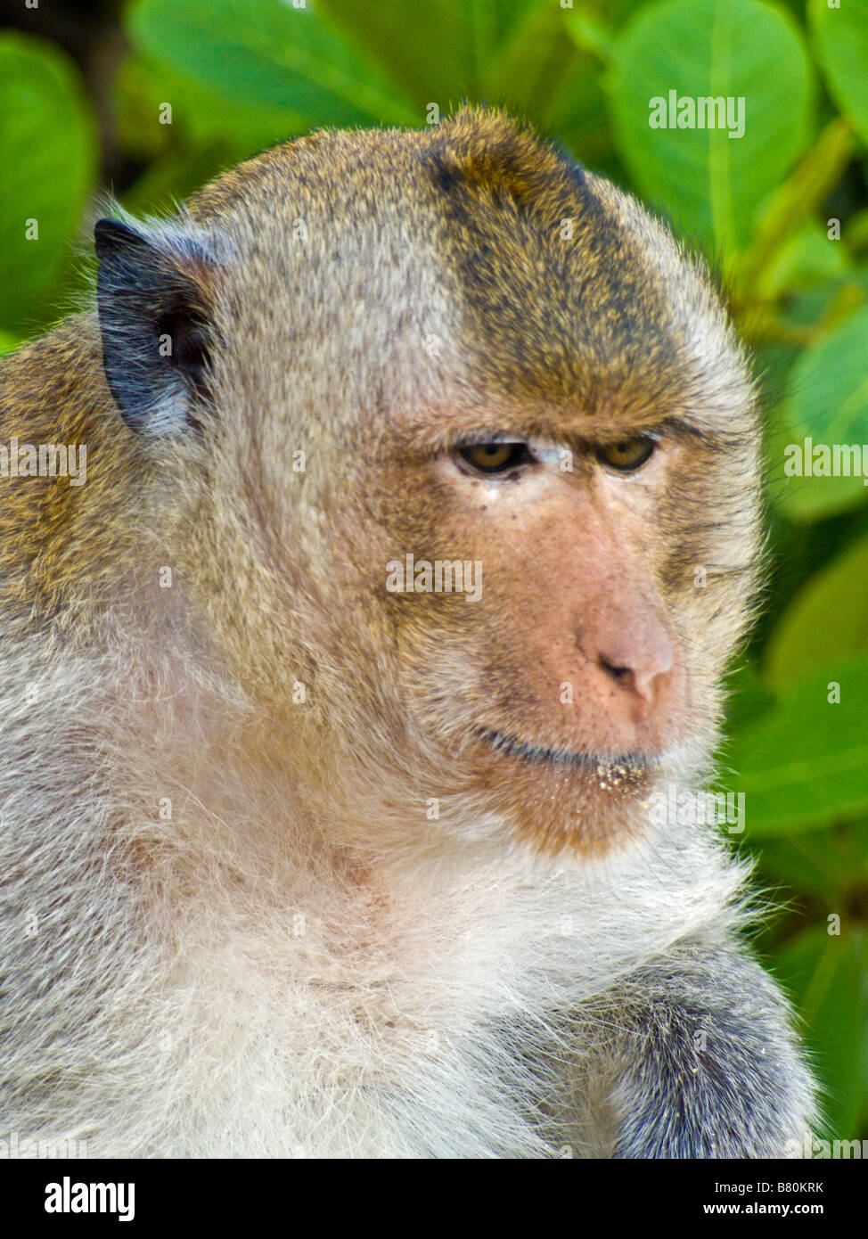 Mother Red Faced Long Tailed Macaque Monkey with baby Monkey Island Halong Bay Vietnam JPH0169 Stock Photo