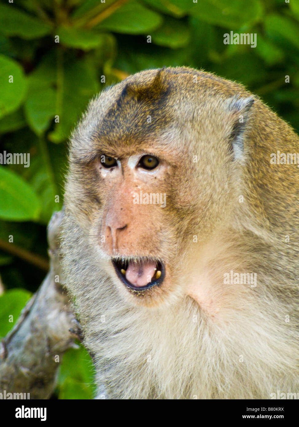 Mother Red Faced Long Tailed Macaque Monkey with baby Monkey Island Halong Bay Vietnam JPH0170 Stock Photo