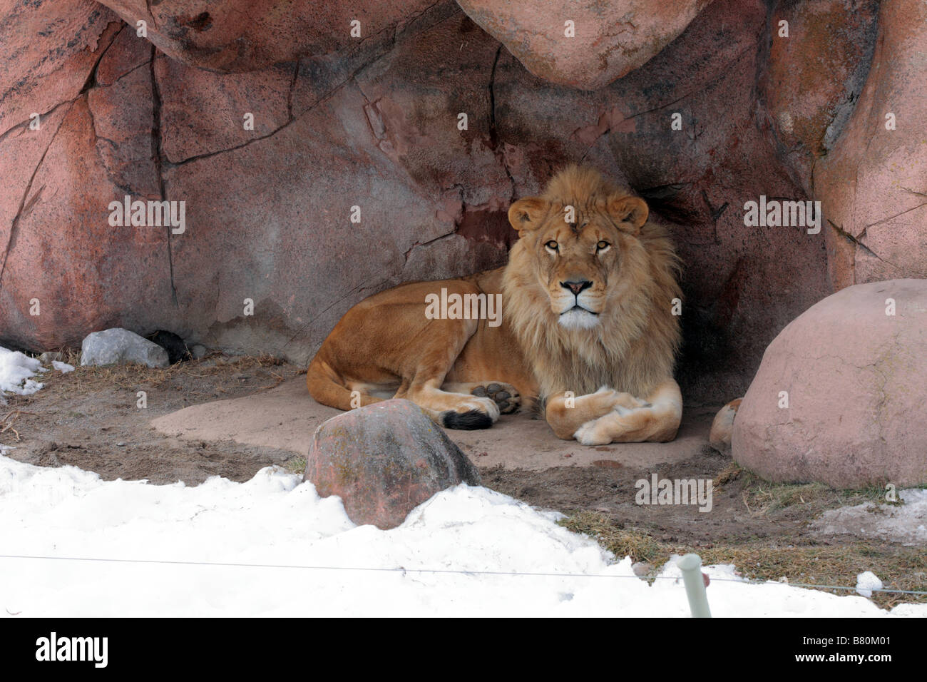 Male African Lion in outdoor den in Toronto Zoo in winter Stock Photo