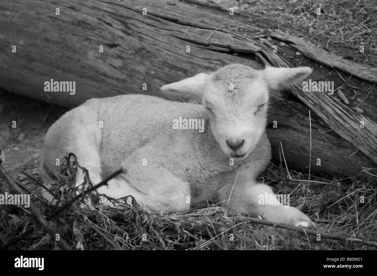 great image of a very cute lamb on the farm Stock Photo - Alamy