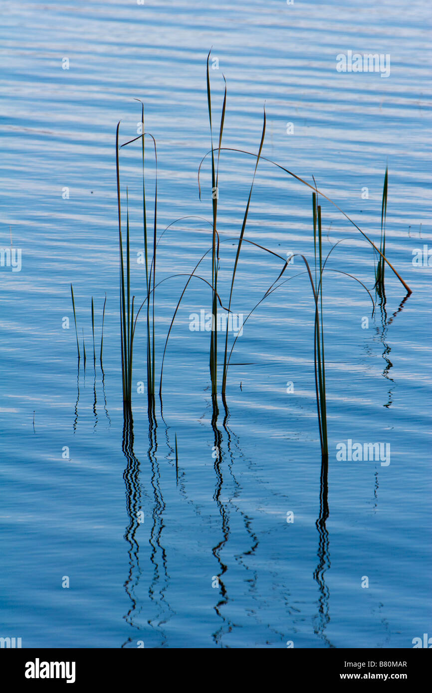 Reeds in water hi-res stock photography and images - Alamy