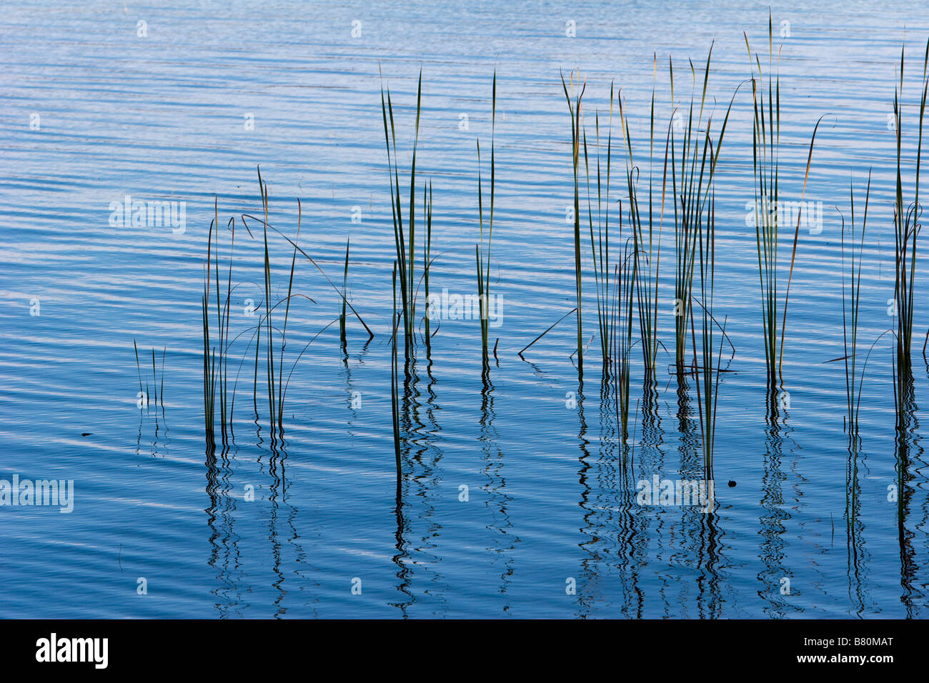 Reeds in water hires stock photography and images Alamy