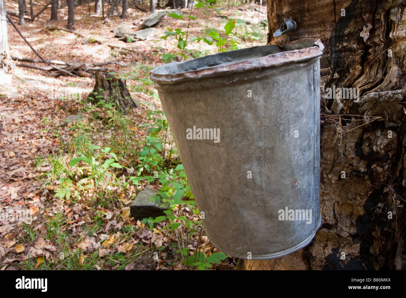 A bucket to collect sap from a Maple tree at Sugarbush Farms in Vermont USA October 8 2008 Stock Photo