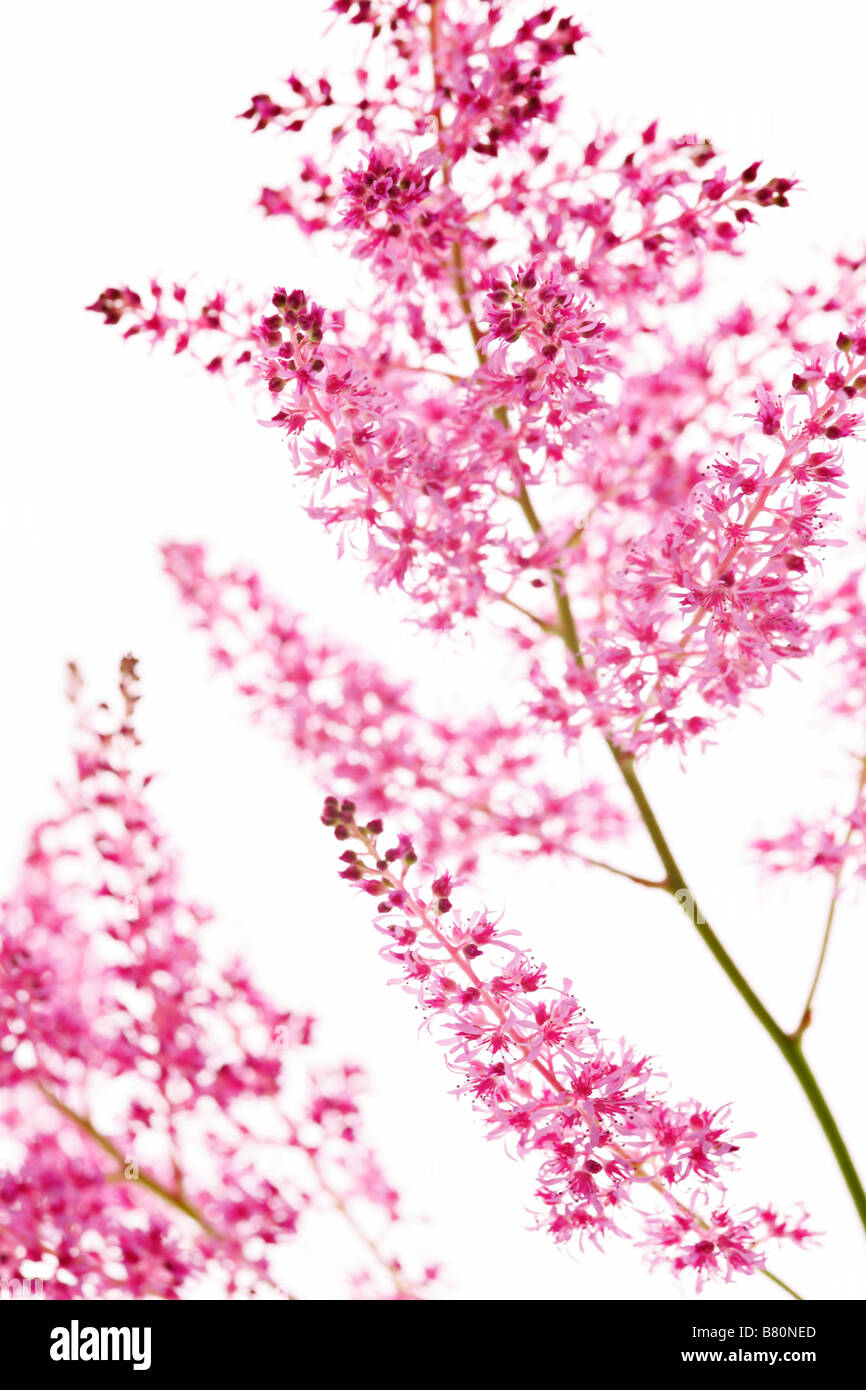 Pink astilbe on white background Stock Photo