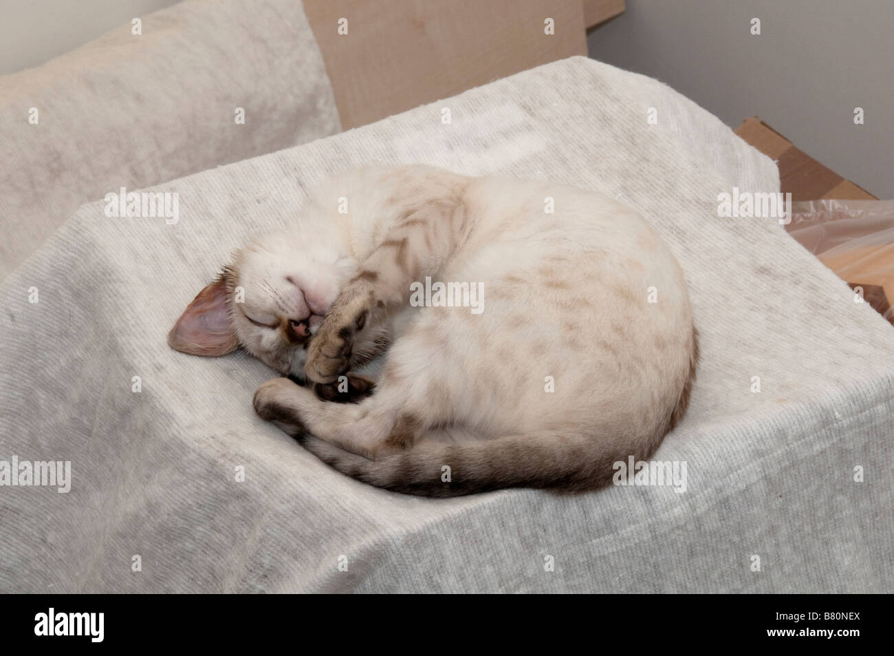 A Bengal kitten sleeping on a bed Stock Photo - Alamy