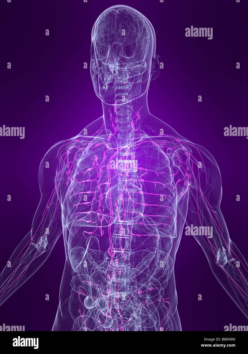 highlighted lymphatic system Stock Photo