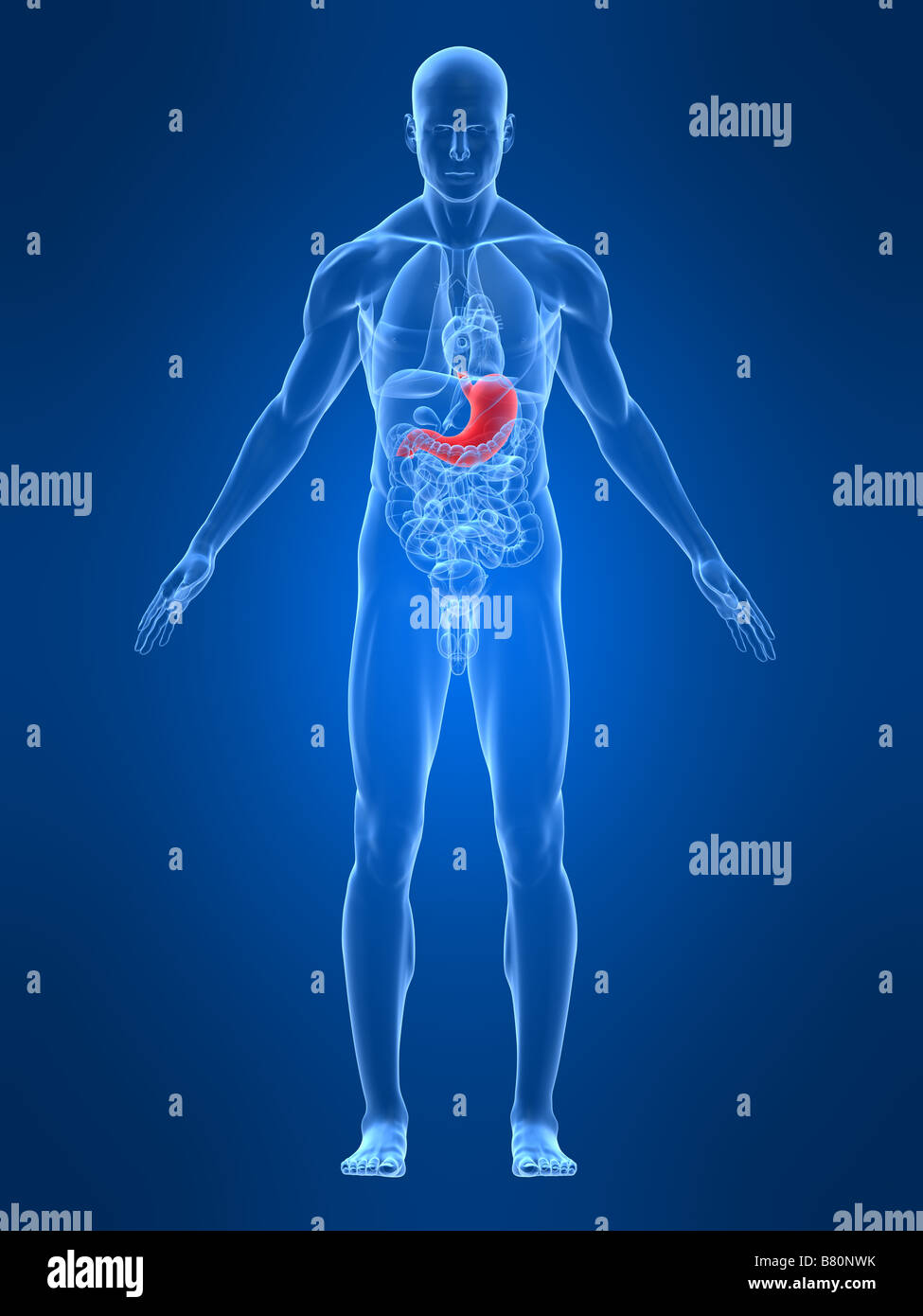 highlighted stomach Stock Photo - Alamy