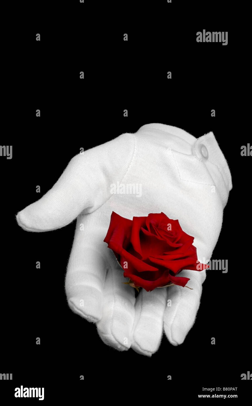 A single red rose being held in a white glove isolated on a black background Stock Photo