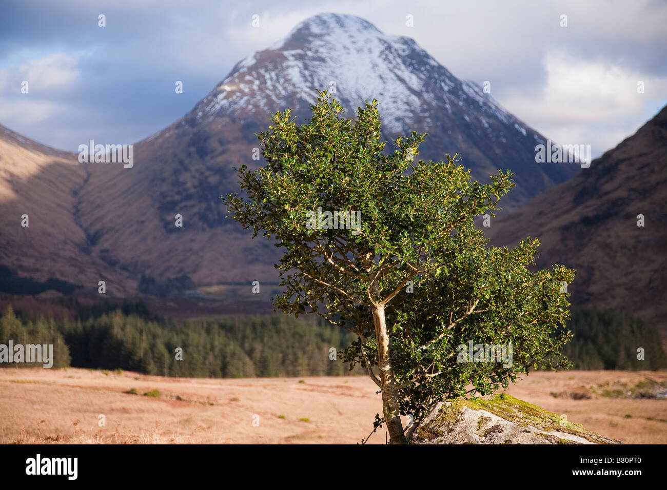 Holly Tree, Glen Etive, Scotland Stock Photo