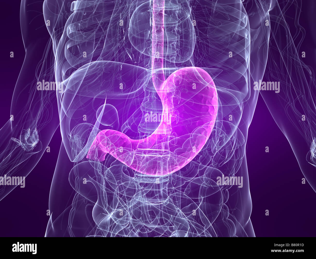 highlighted stomach Stock Photo