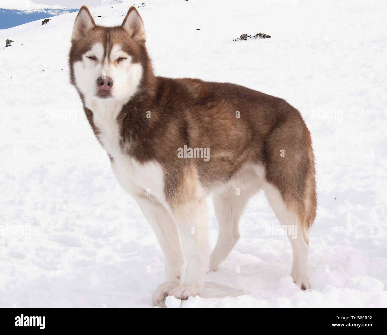 Antartica, prisonniers du froid - tournage Eight Below  Year: 2006 USA Dewey  Director: Frank Marshall Stock Photo